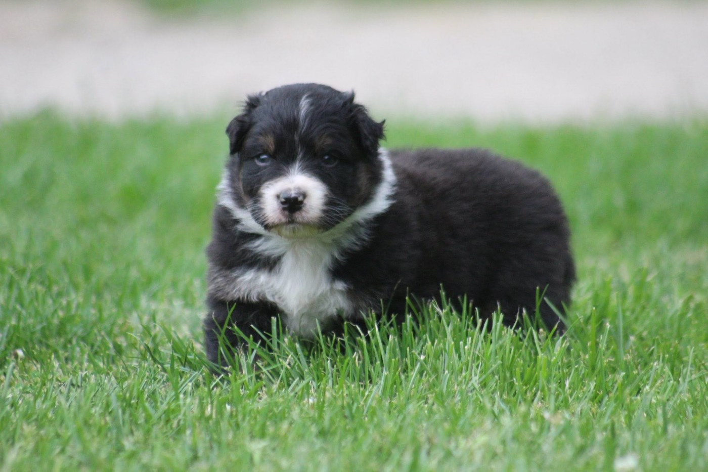 Dream Of Manou And Dounette - Chiots disponibles - Berger Australien