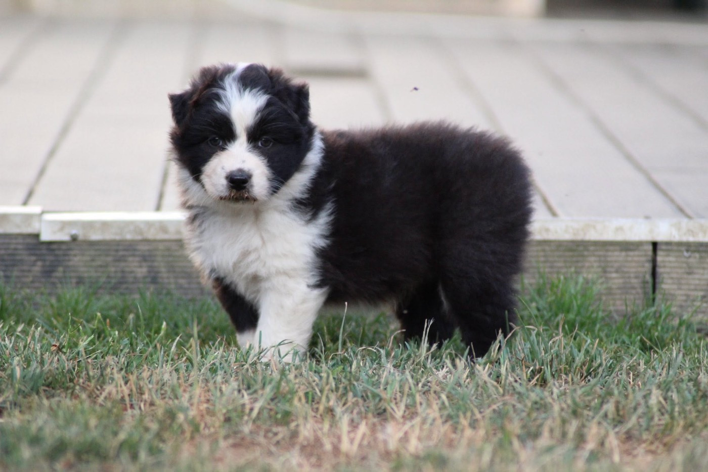 Dream Of Manou And Dounette - Chiots disponibles - Berger Australien