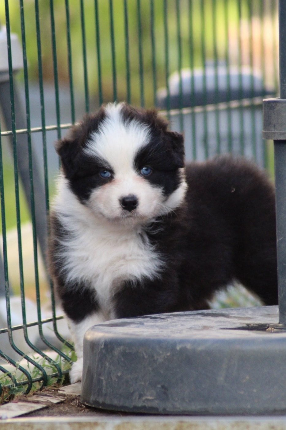 Dream Of Manou And Dounette - Chiots disponibles - Berger Australien