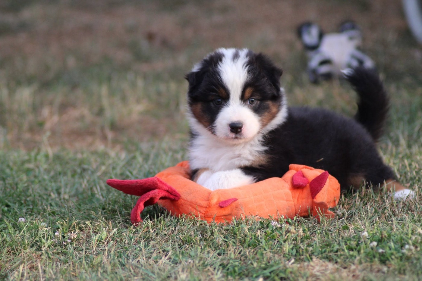 Dream Of Manou And Dounette - Chiots disponibles - Berger Australien