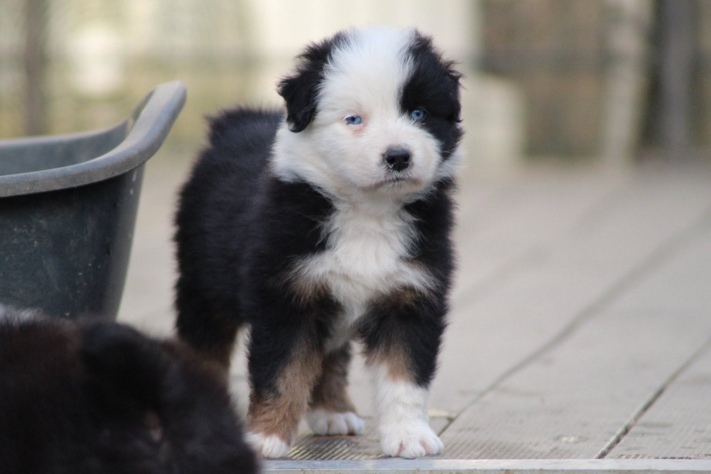 Dream Of Manou And Dounette - Chiots disponibles - Berger Australien