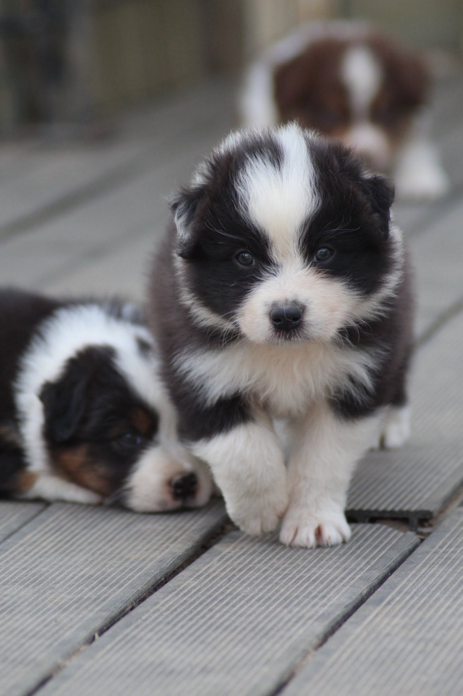 Dream Of Manou And Dounette - Chiots disponibles - Berger Australien
