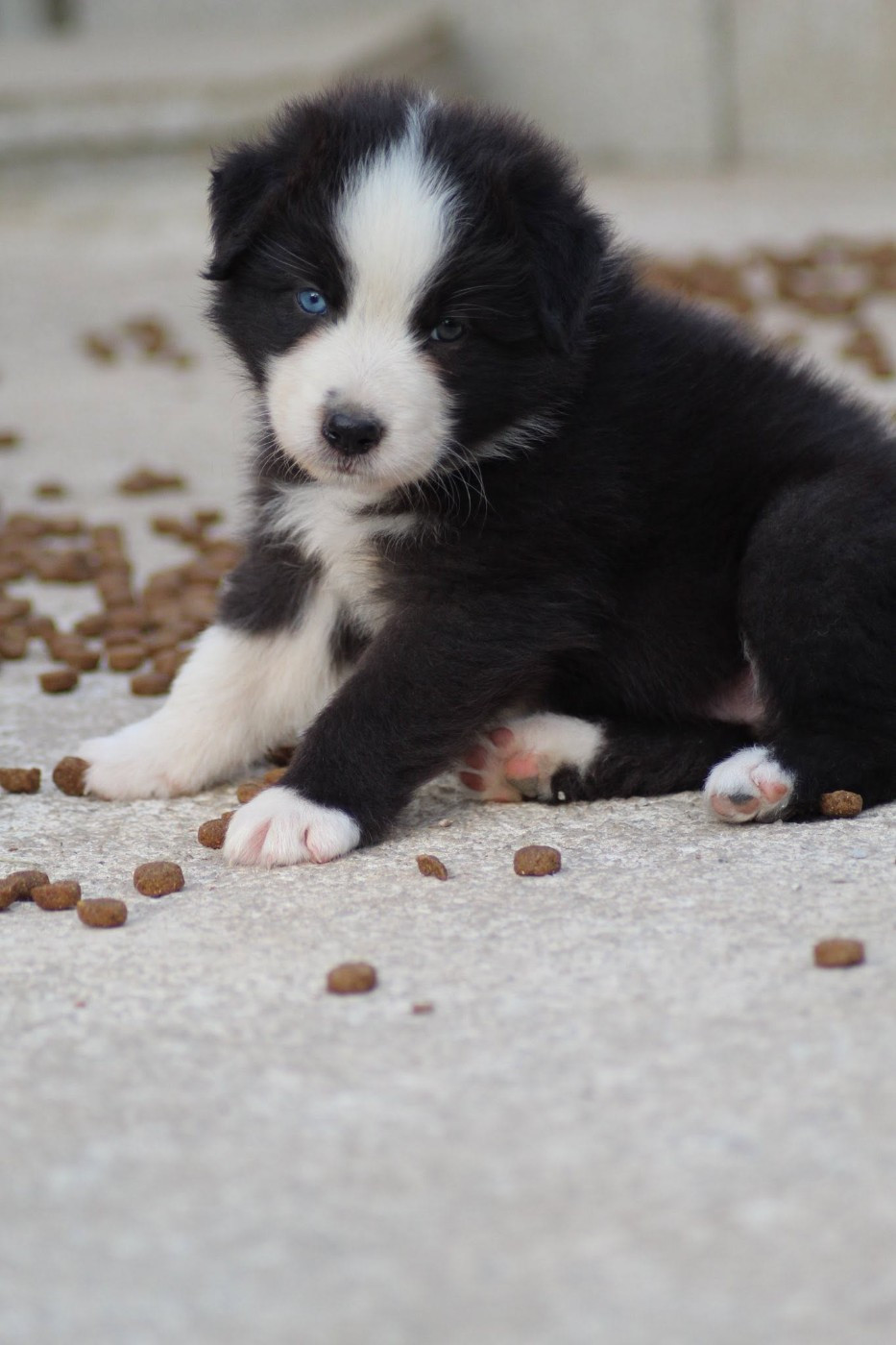 Dream Of Manou And Dounette - Chiots disponibles - Berger Australien