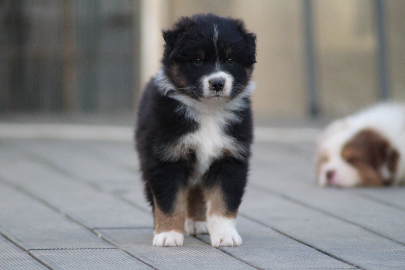 Dream Of Manou And Dounette - Chiots disponibles - Berger Australien