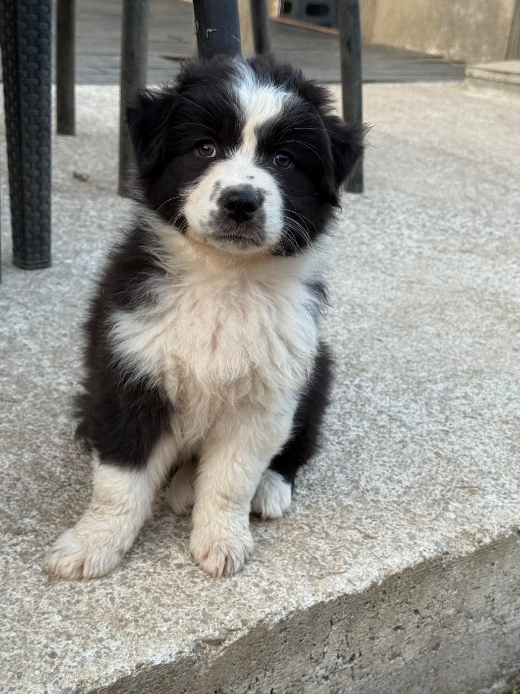 Dream Of Manou And Dounette - Chiots disponibles - Berger Australien