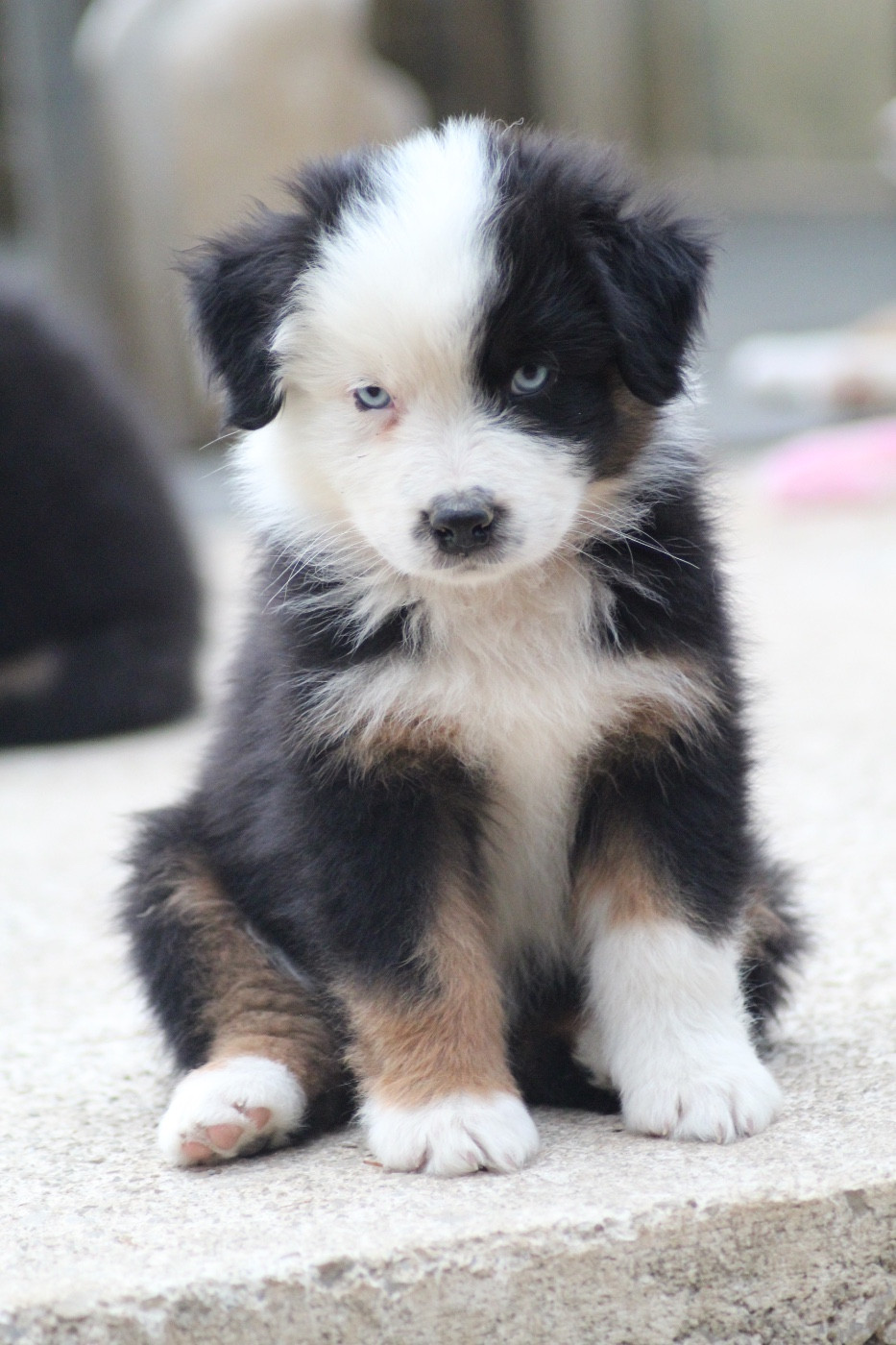 Dream Of Manou And Dounette - Chiots disponibles - Berger Australien