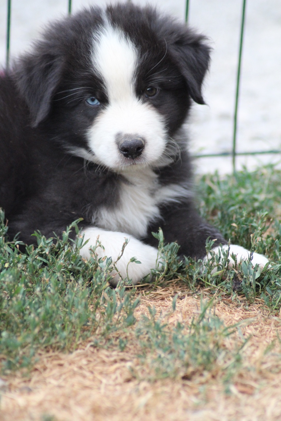 Dream Of Manou And Dounette - Chiots disponibles - Berger Australien