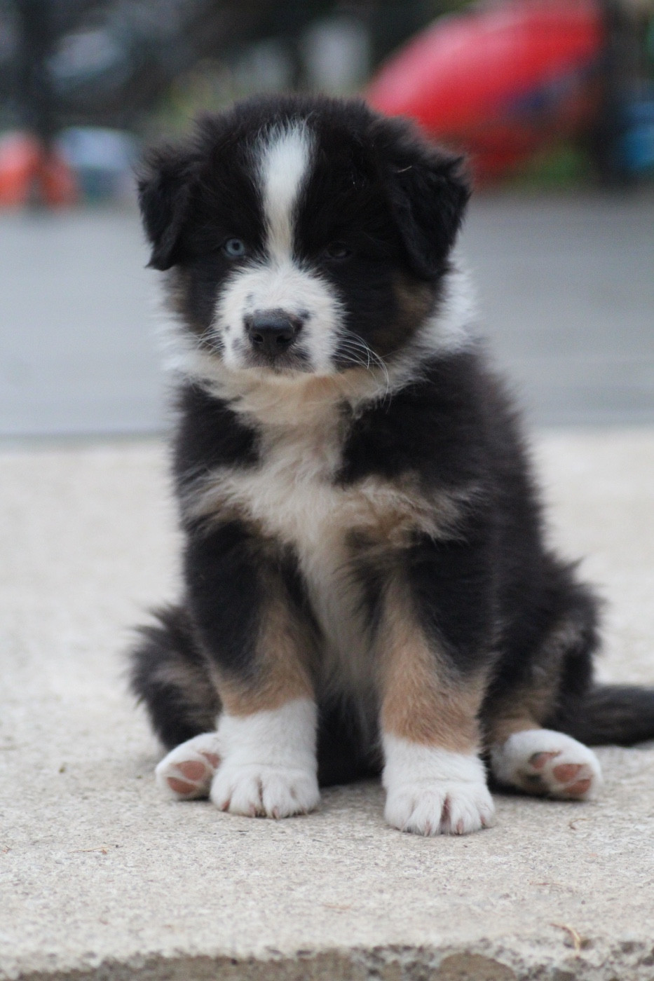 Dream Of Manou And Dounette - Chiots disponibles - Berger Australien