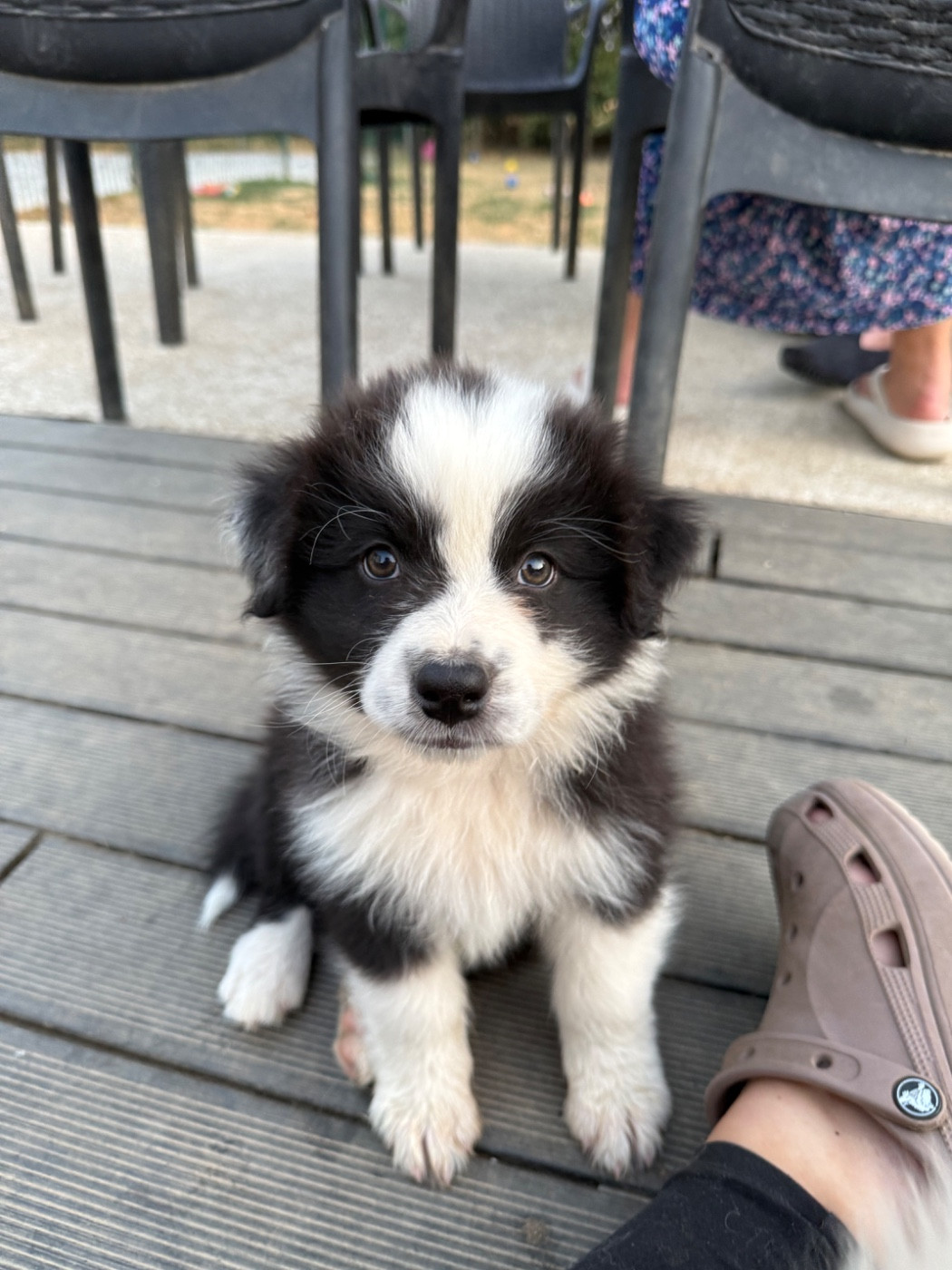 Dream Of Manou And Dounette - Chiots disponibles - Berger Australien