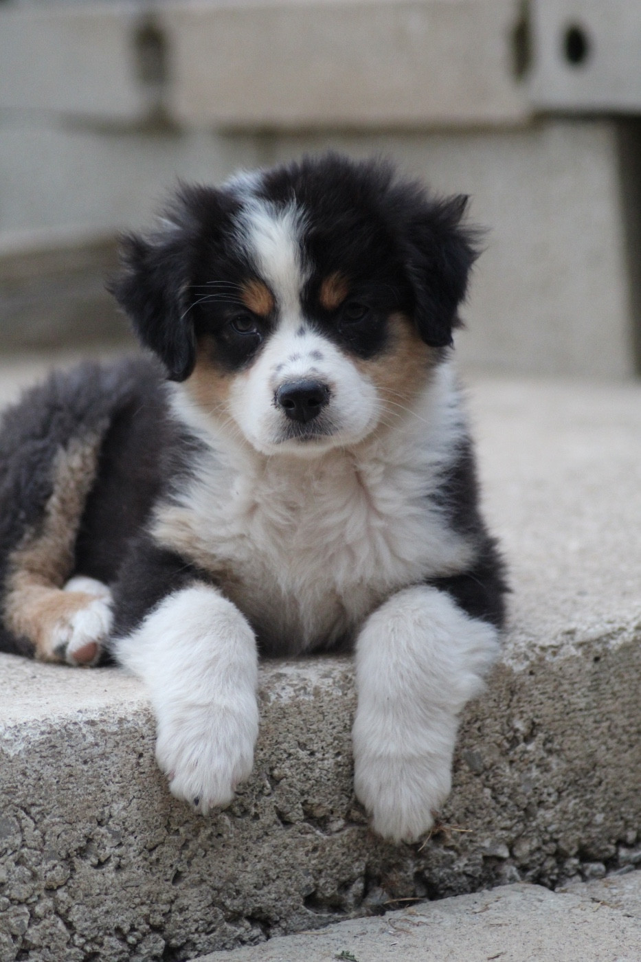 Dream Of Manou And Dounette - Chiots disponibles - Berger Australien