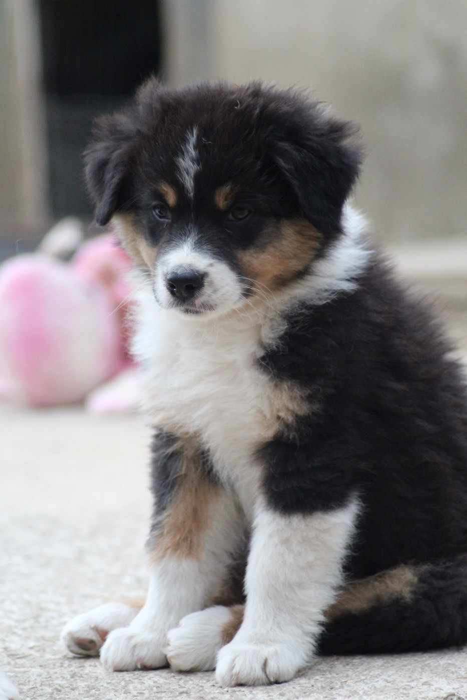 Dream Of Manou And Dounette - Chiots disponibles - Berger Australien