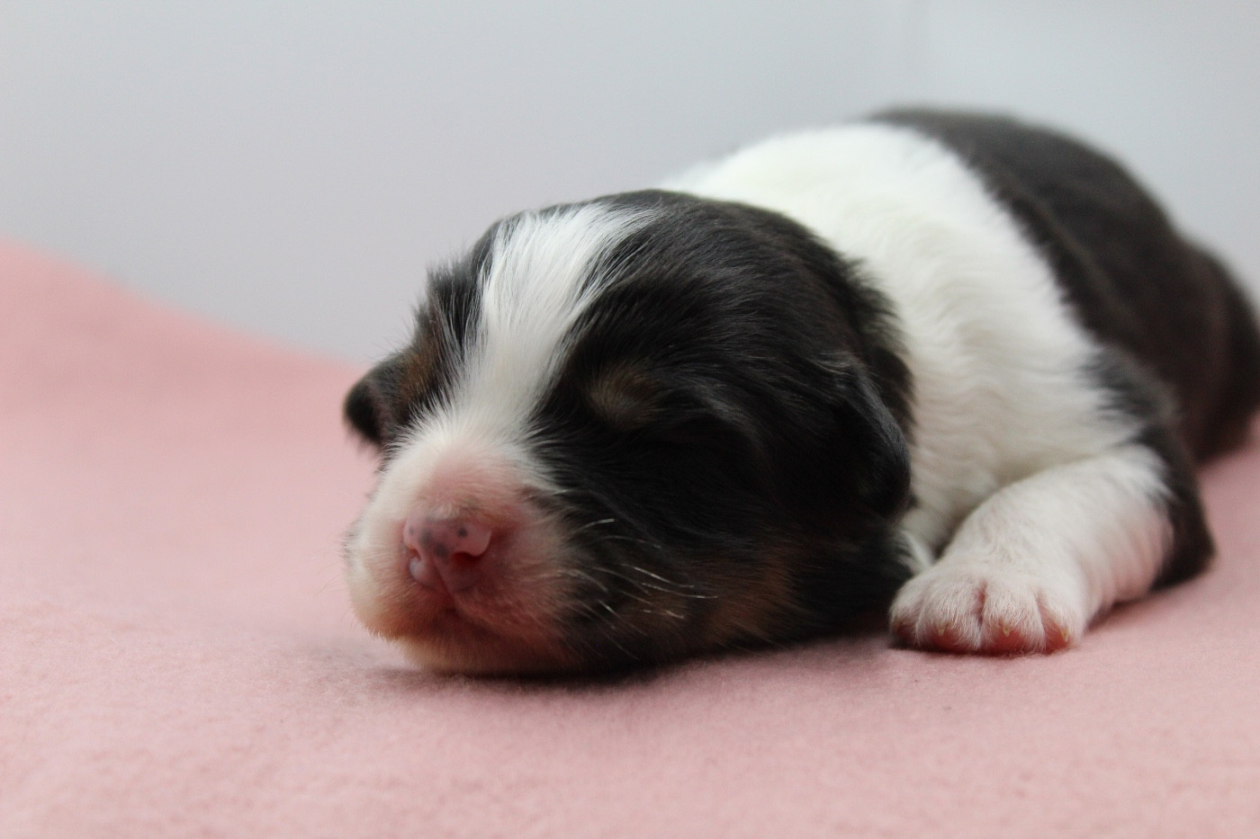 Dream Of Manou And Dounette - Chiots disponibles - Berger Australien
