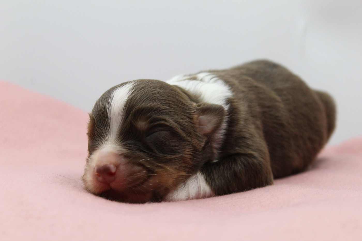 Dream Of Manou And Dounette - Chiots disponibles - Berger Australien