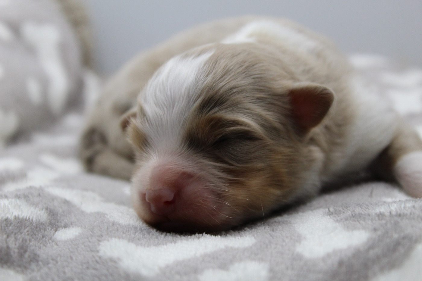 Dream Of Manou And Dounette - Chiots disponibles - Berger Australien