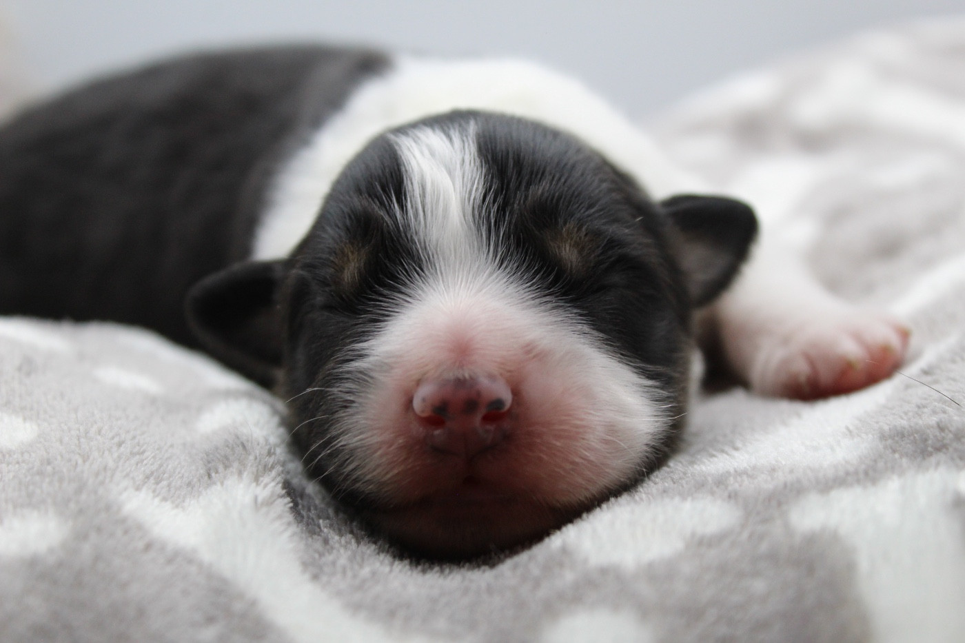 Dream Of Manou And Dounette - Chiots disponibles - Berger Australien