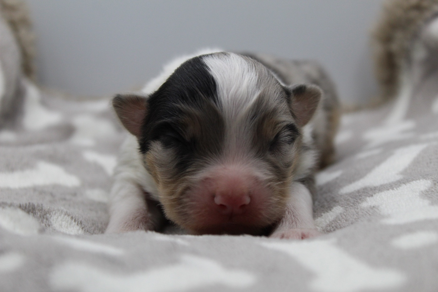 Dream Of Manou And Dounette - Chiots disponibles - Berger Australien