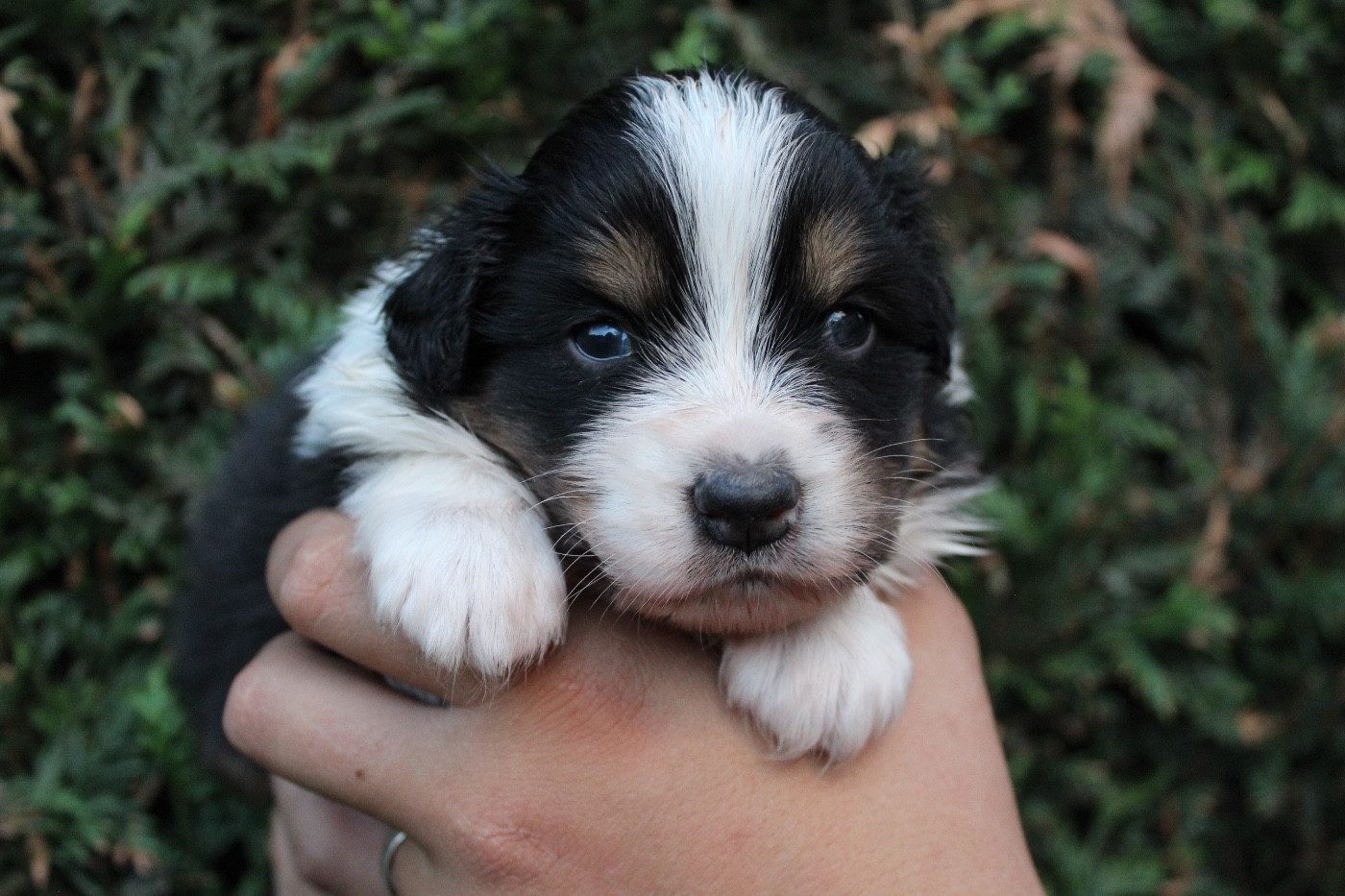 Dream Of Manou And Dounette - Chiots disponibles - Berger Australien
