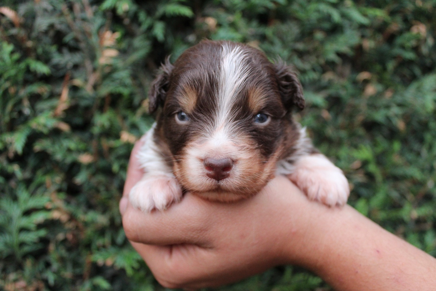 Dream Of Manou And Dounette - Chiots disponibles - Berger Australien