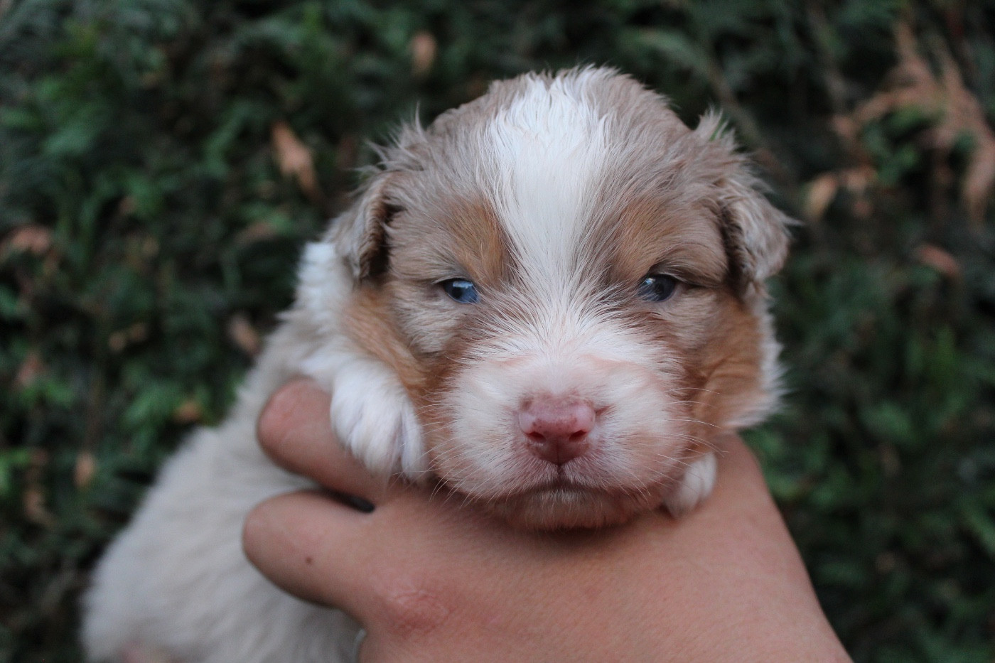 Dream Of Manou And Dounette - Chiots disponibles - Berger Australien