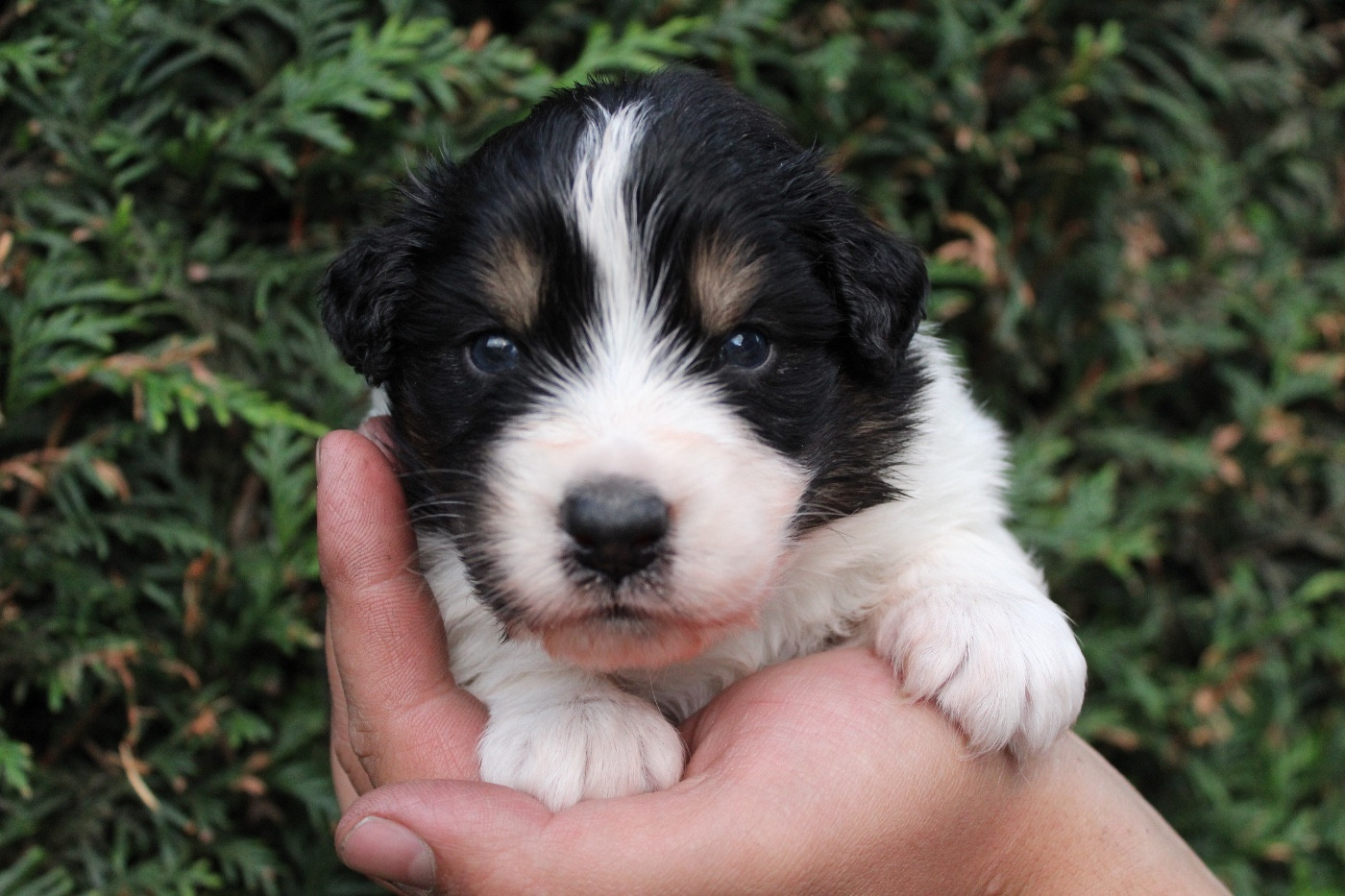 Dream Of Manou And Dounette - Chiots disponibles - Berger Australien
