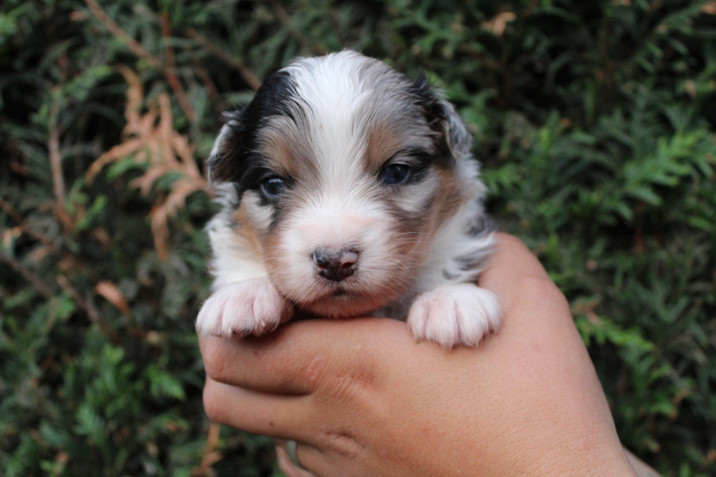 Dream Of Manou And Dounette - Chiots disponibles - Berger Australien