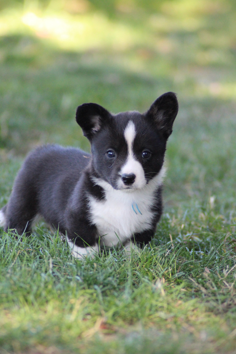 Dream Of Manou And Dounette - Chiots disponibles - Welsh Corgi Cardigan