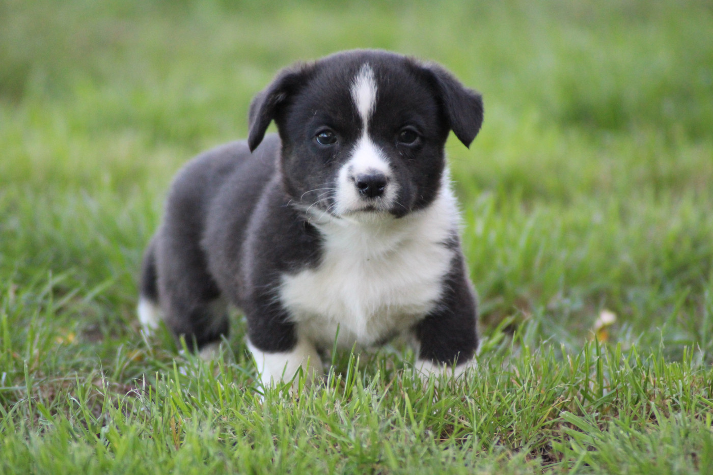 Dream Of Manou And Dounette - Chiots disponibles - Welsh Corgi Cardigan