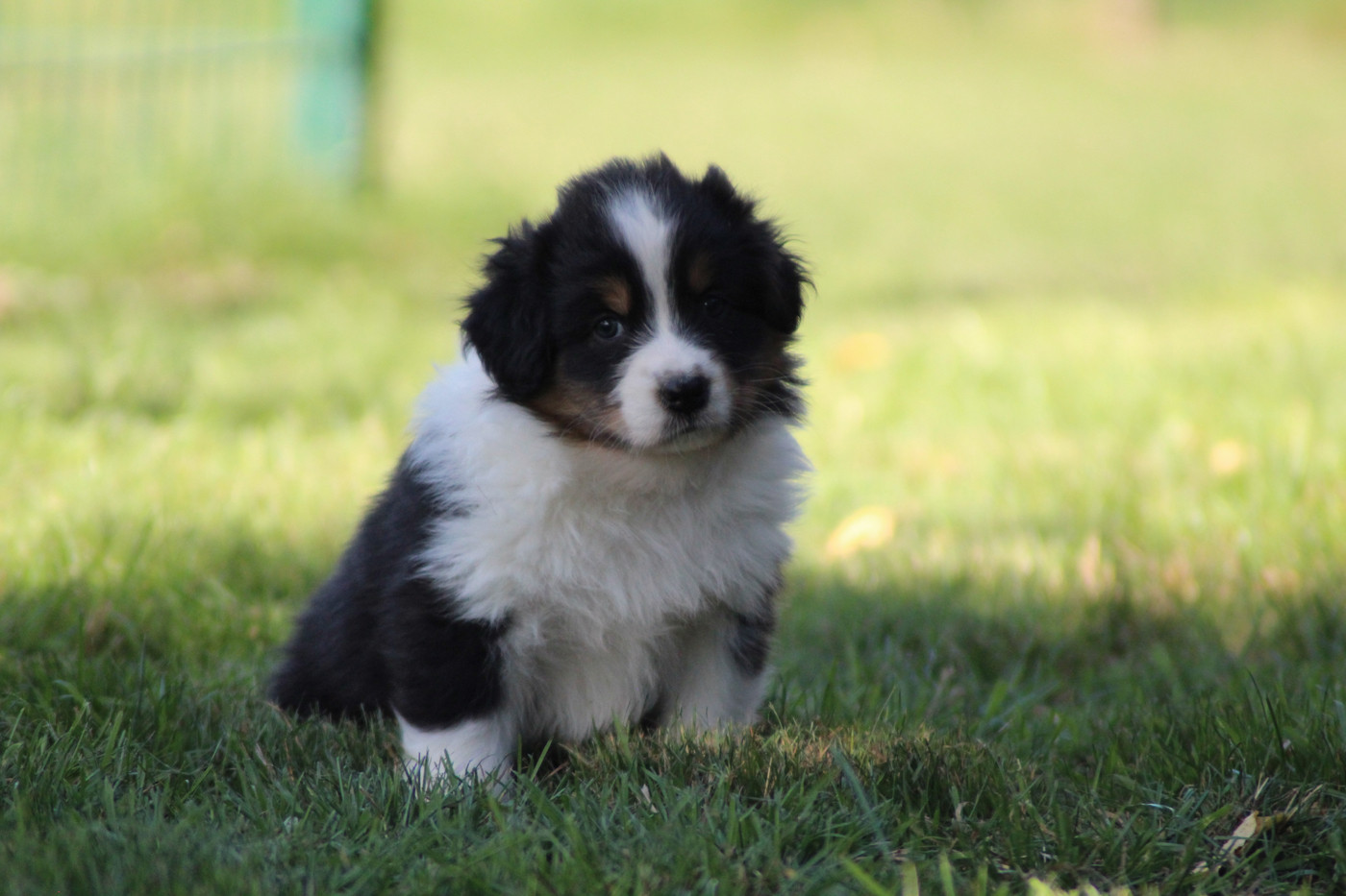 Dream Of Manou And Dounette - Chiots disponibles - Berger Australien