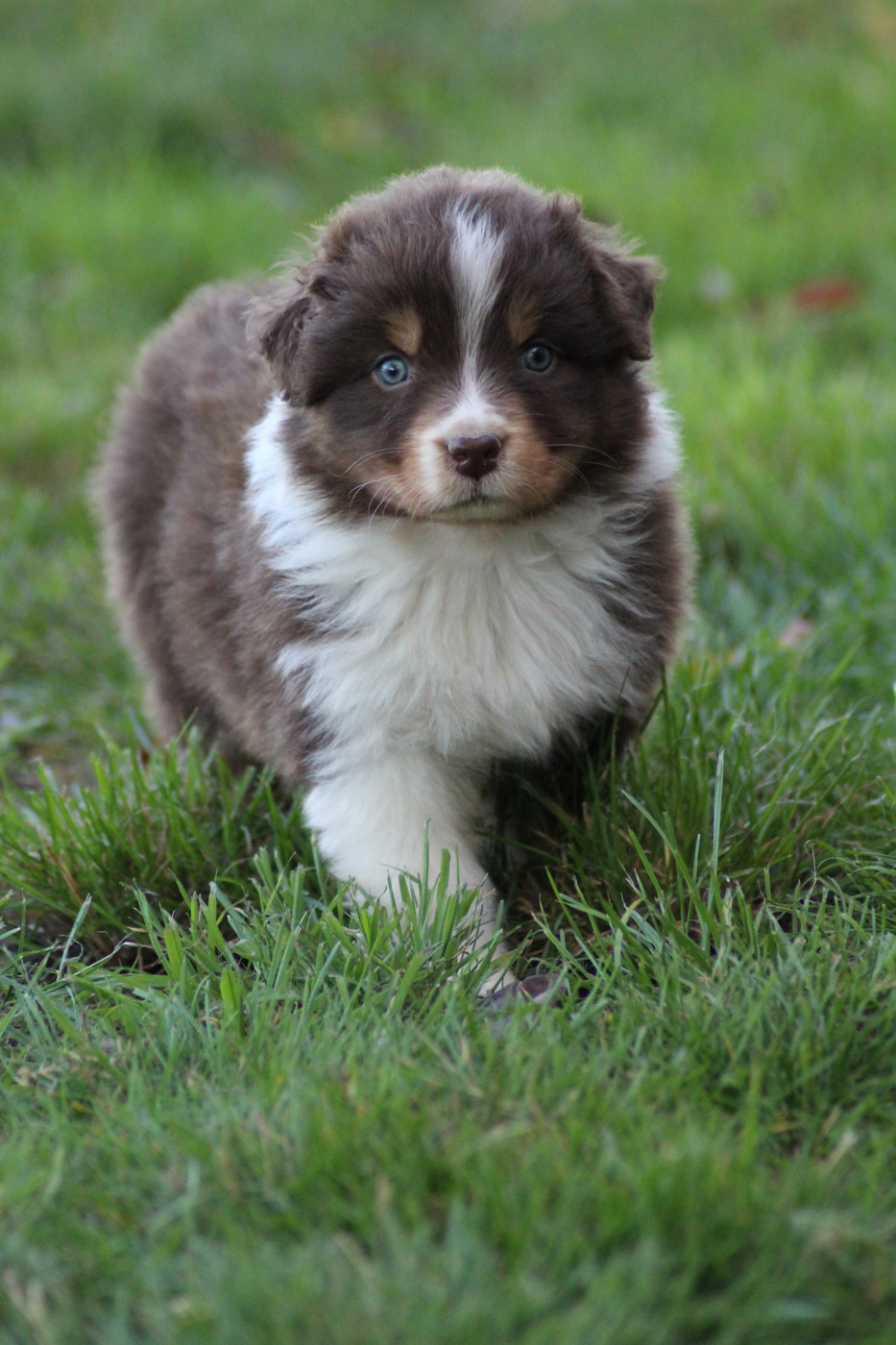 Dream Of Manou And Dounette - Chiots disponibles - Berger Australien