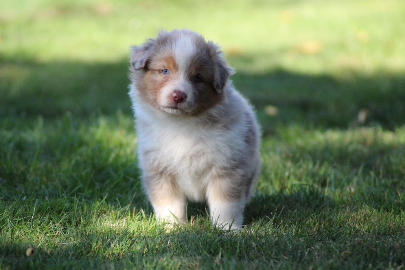 Dream Of Manou And Dounette - Chiots disponibles - Berger Australien