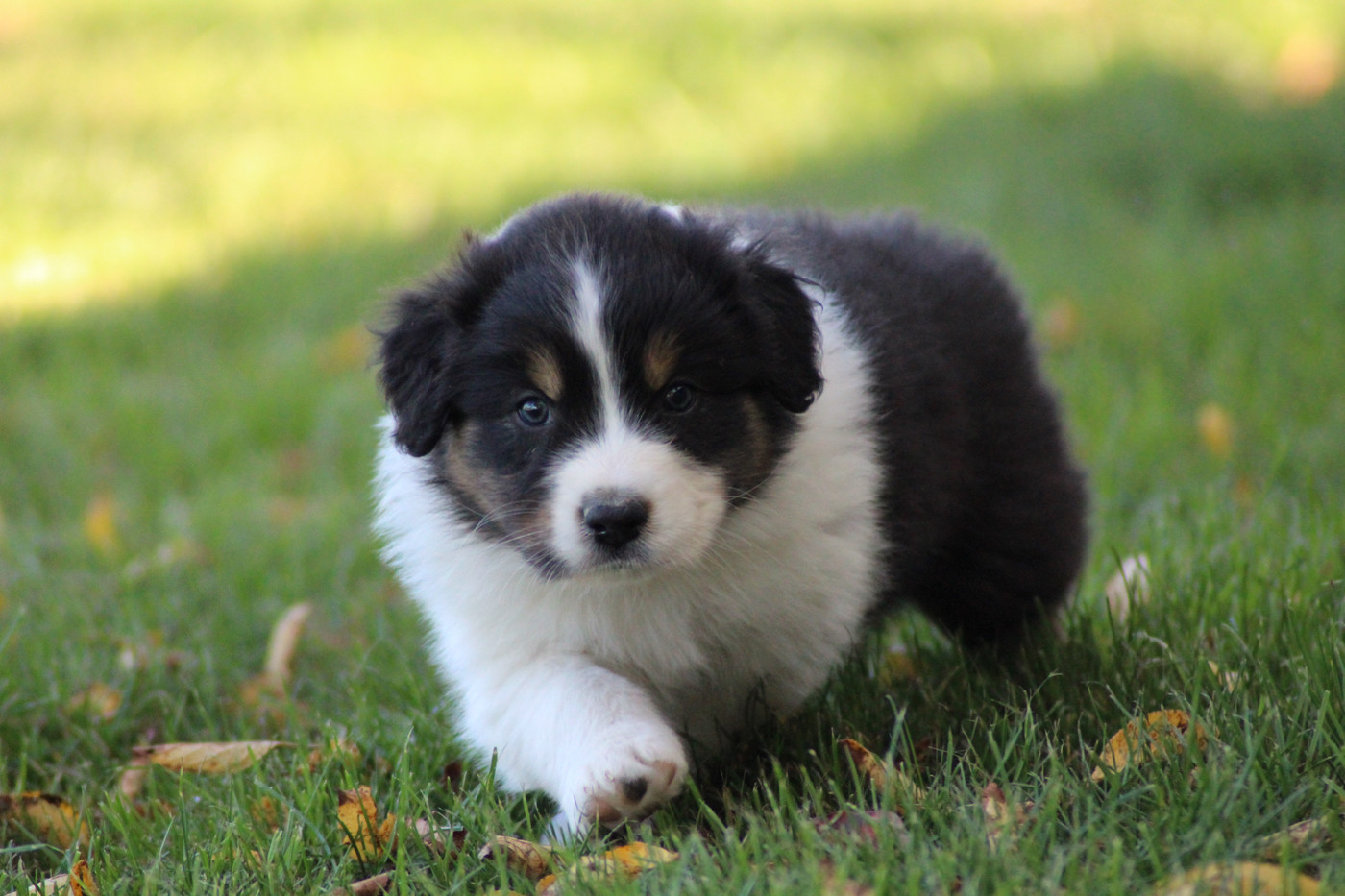 Dream Of Manou And Dounette - Chiots disponibles - Berger Australien