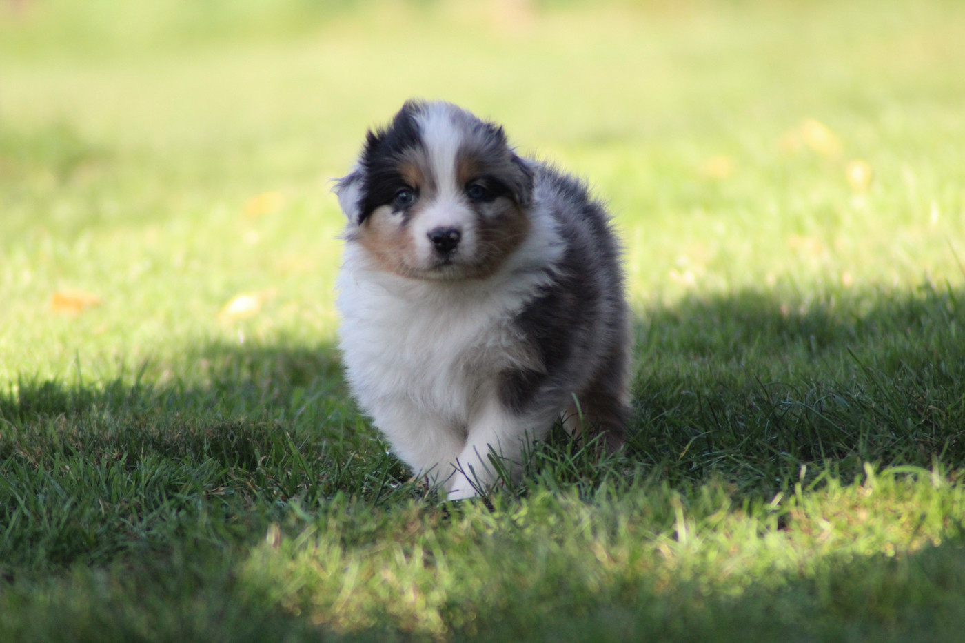 Dream Of Manou And Dounette - Chiots disponibles - Berger Australien