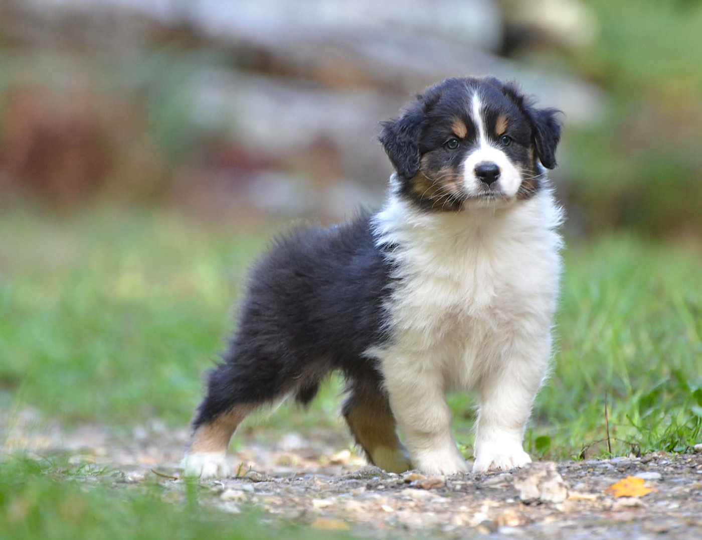 Dream Of Manou And Dounette - Chiots disponibles - Berger Australien