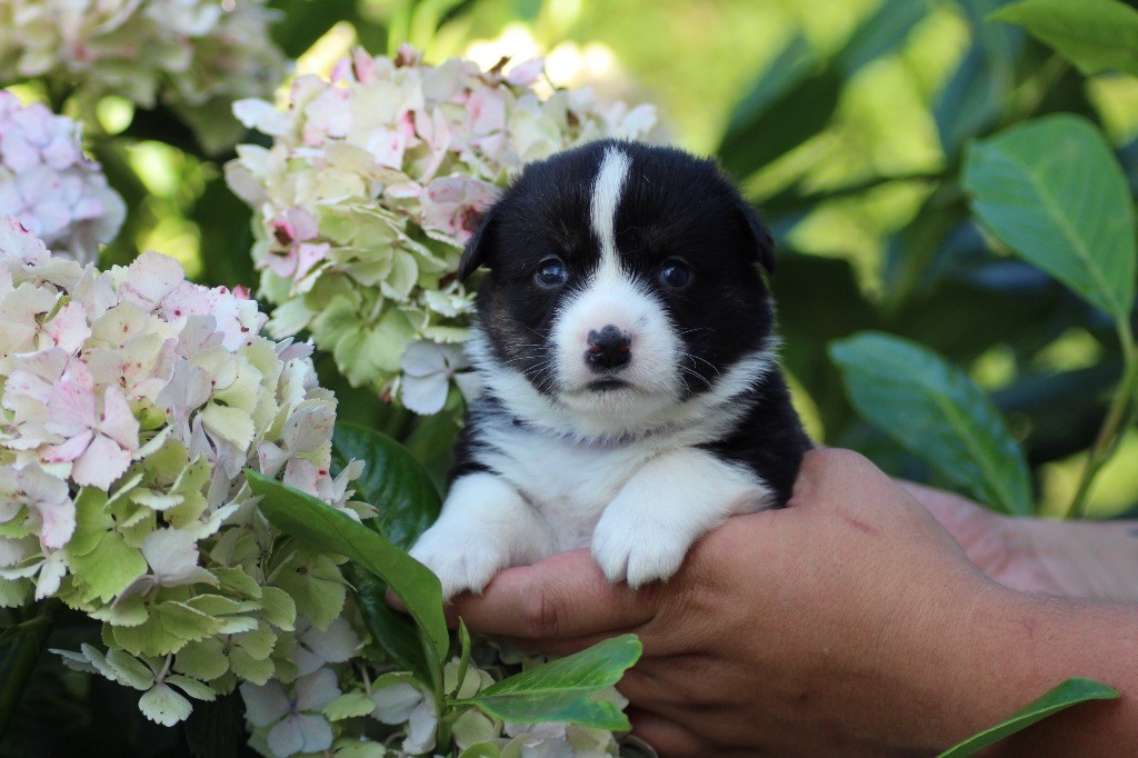 Dream Of Manou And Dounette - Chiots disponibles - Welsh Corgi Cardigan