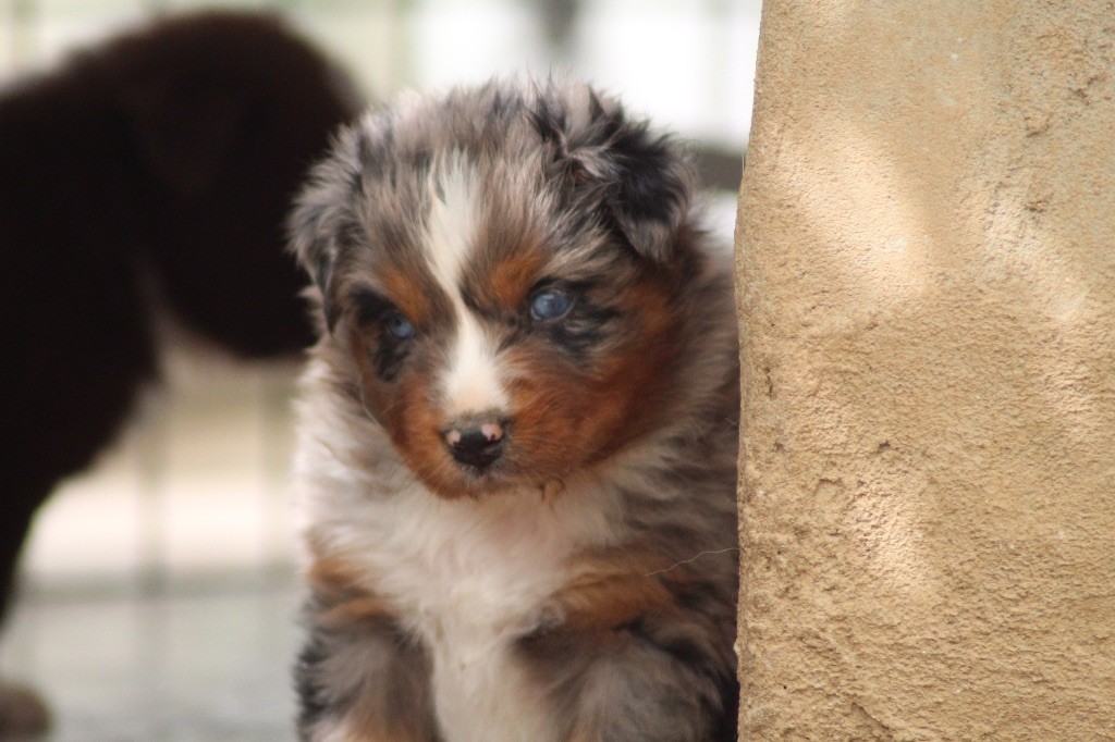 Dream Of Manou And Dounette - Chiots disponibles - Berger Australien