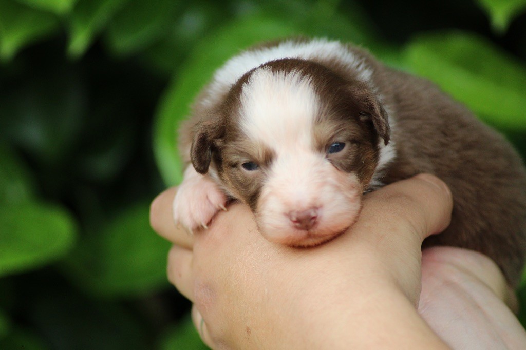 Dream Of Manou And Dounette - Chiots disponibles - Berger Australien
