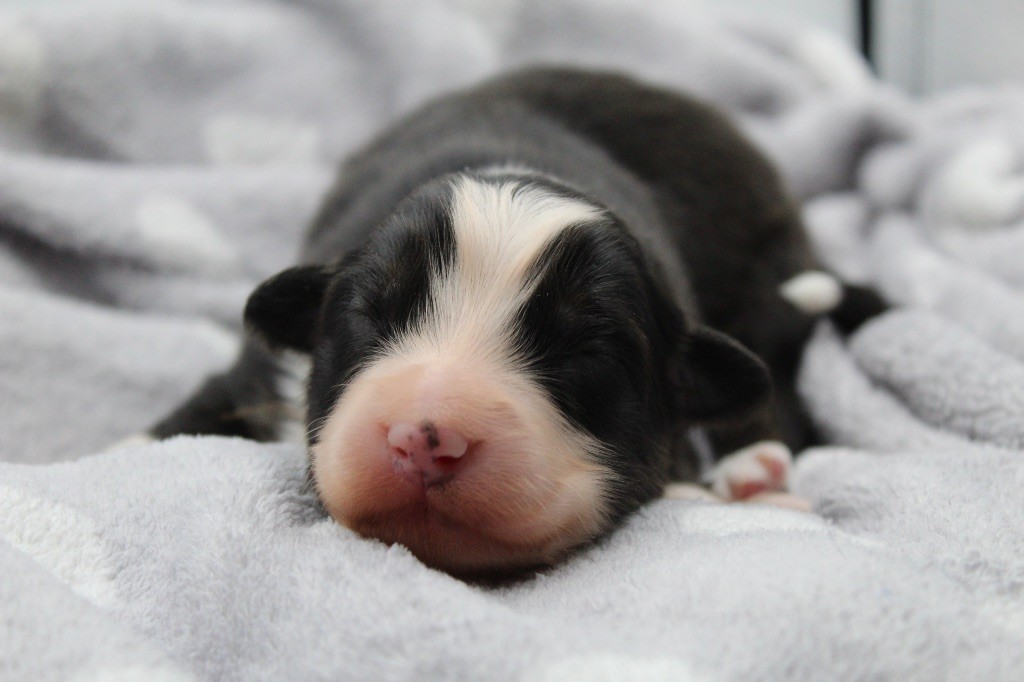 Dream Of Manou And Dounette - Chiots disponibles - Berger Australien