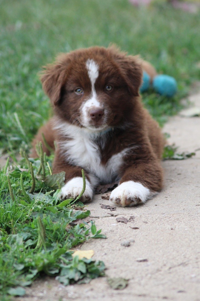 Dream Of Manou And Dounette - Chiots disponibles - Berger Australien