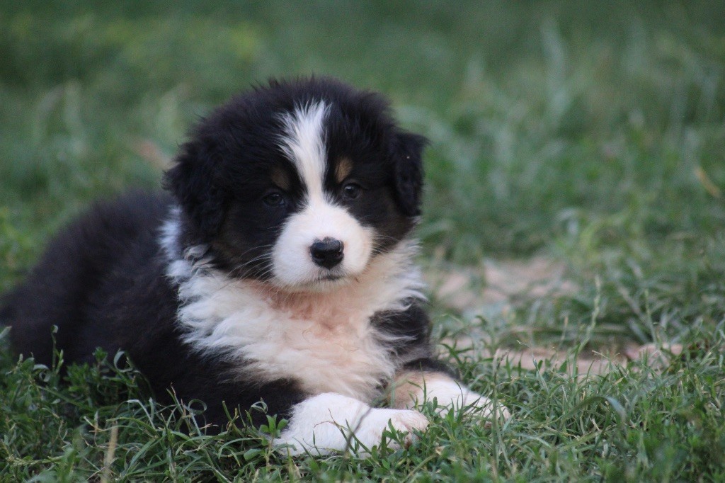 Dream Of Manou And Dounette - Chiots disponibles - Berger Australien