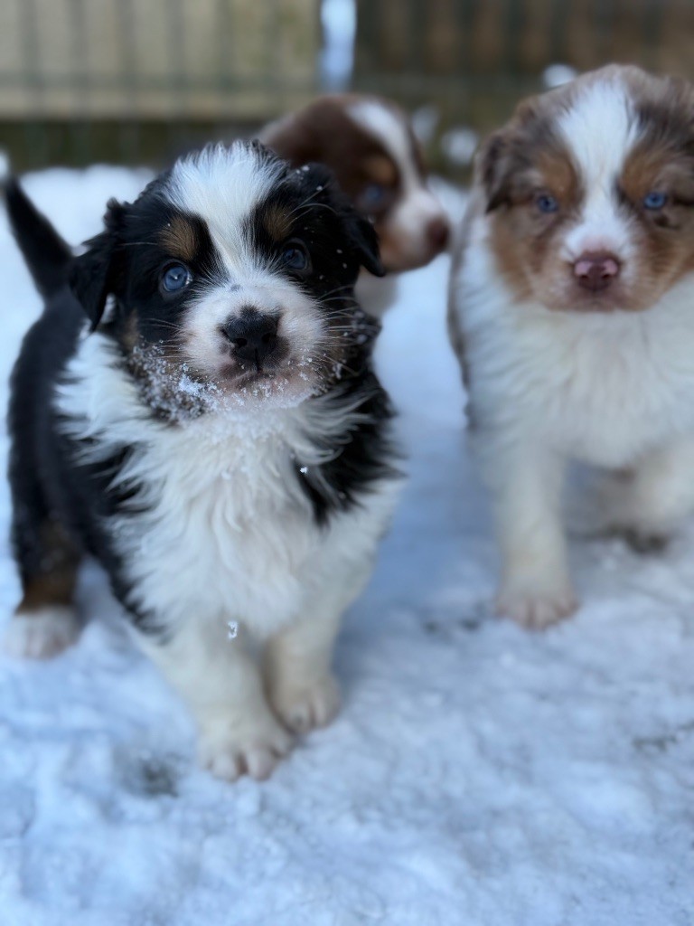 Dream Of Manou And Dounette - Chiots disponibles - Berger Australien