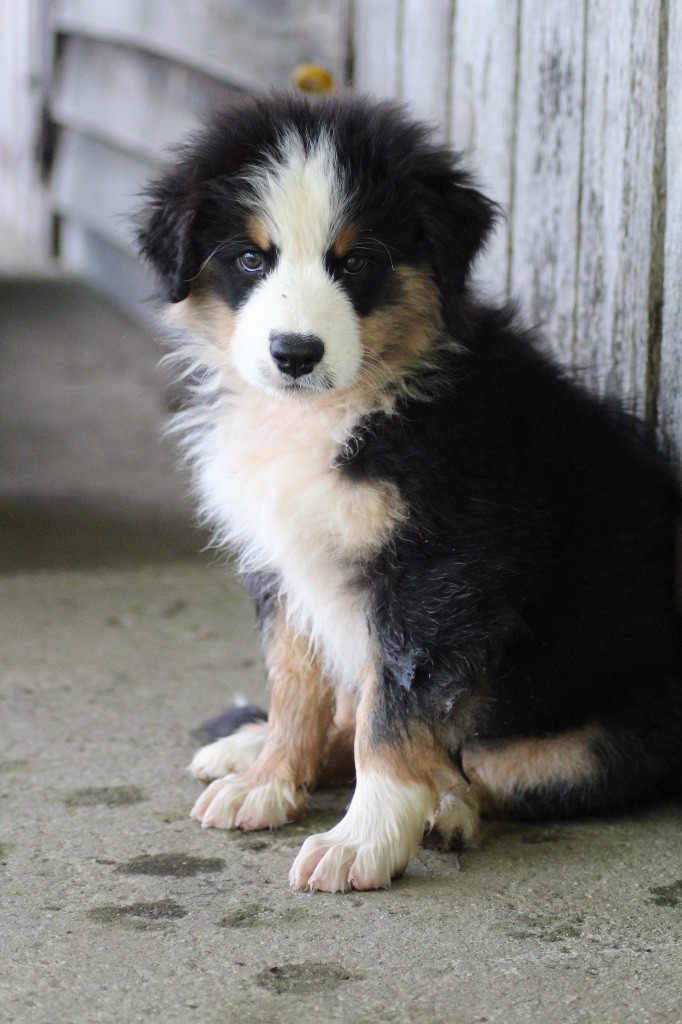 Dream Of Manou And Dounette - Chiots disponibles - Berger Australien