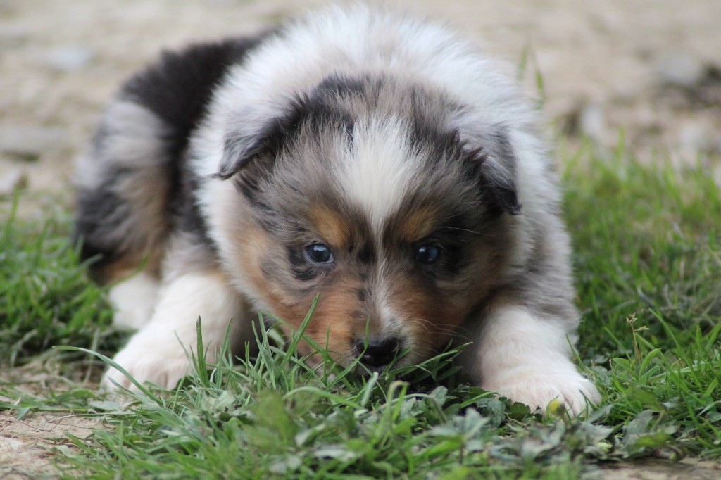 Dream Of Manou And Dounette - Chiots disponibles - Berger Australien