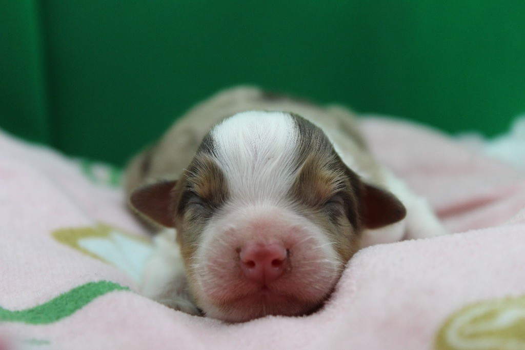 Dream Of Manou And Dounette - Chiots disponibles - Berger Australien