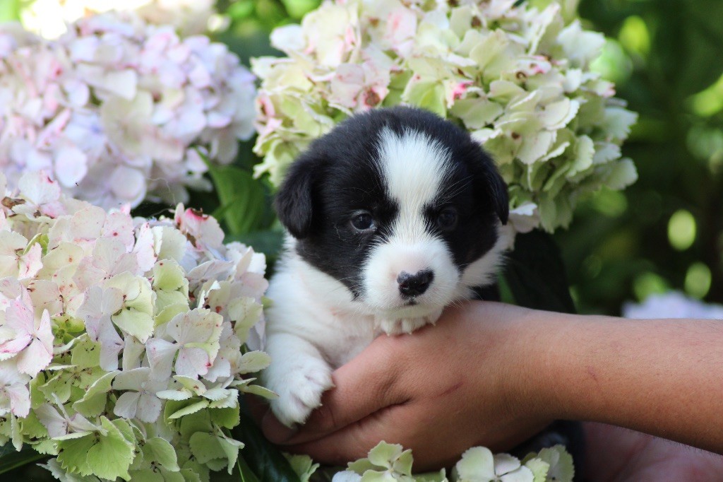 Dream Of Manou And Dounette - Chiots disponibles - Welsh Corgi Cardigan