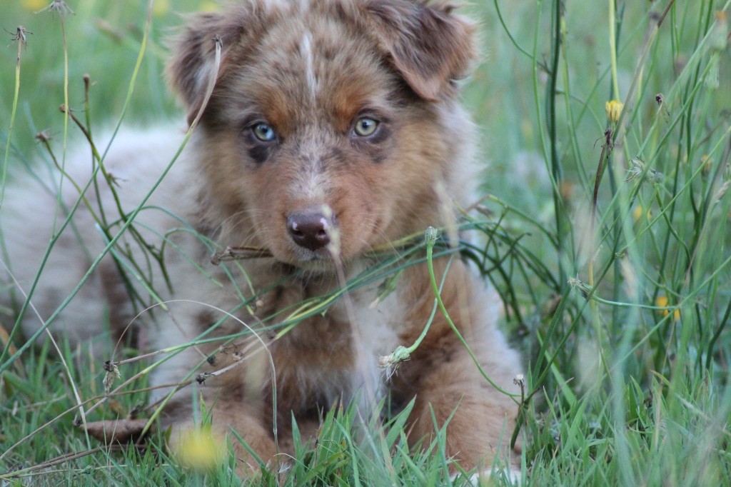 Dream Of Manou And Dounette - Chiots disponibles - Berger Australien