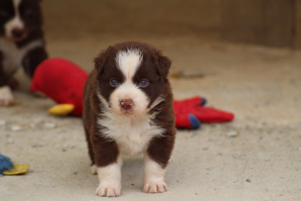 Dream Of Manou And Dounette - Chiots disponibles - Berger Australien