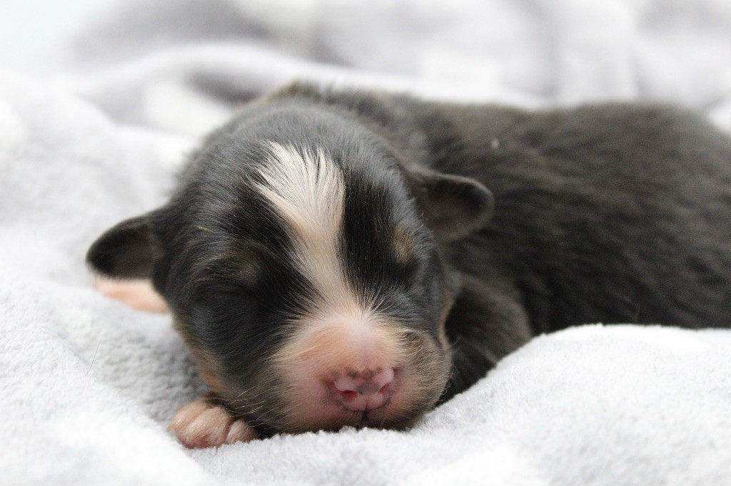 Dream Of Manou And Dounette - Chiots disponibles - Berger Australien