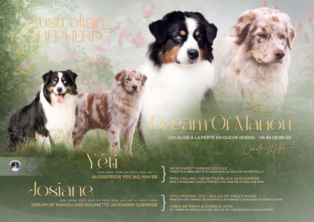 Chiot Berger Australien Dream Of Manou And Dounette