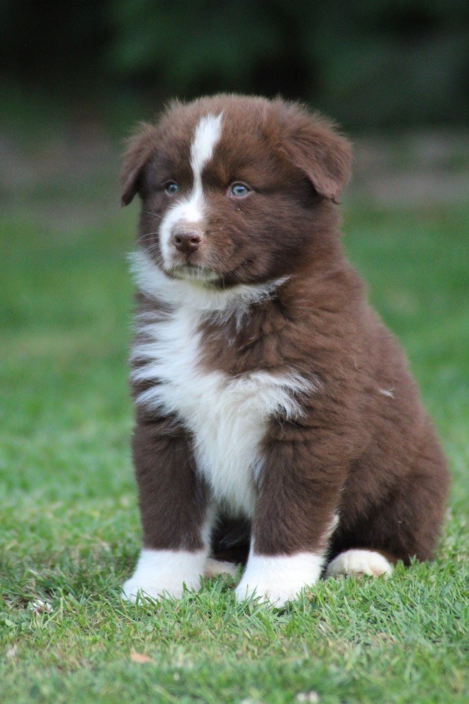 Dream Of Manou And Dounette - Chiots disponibles - Berger Australien