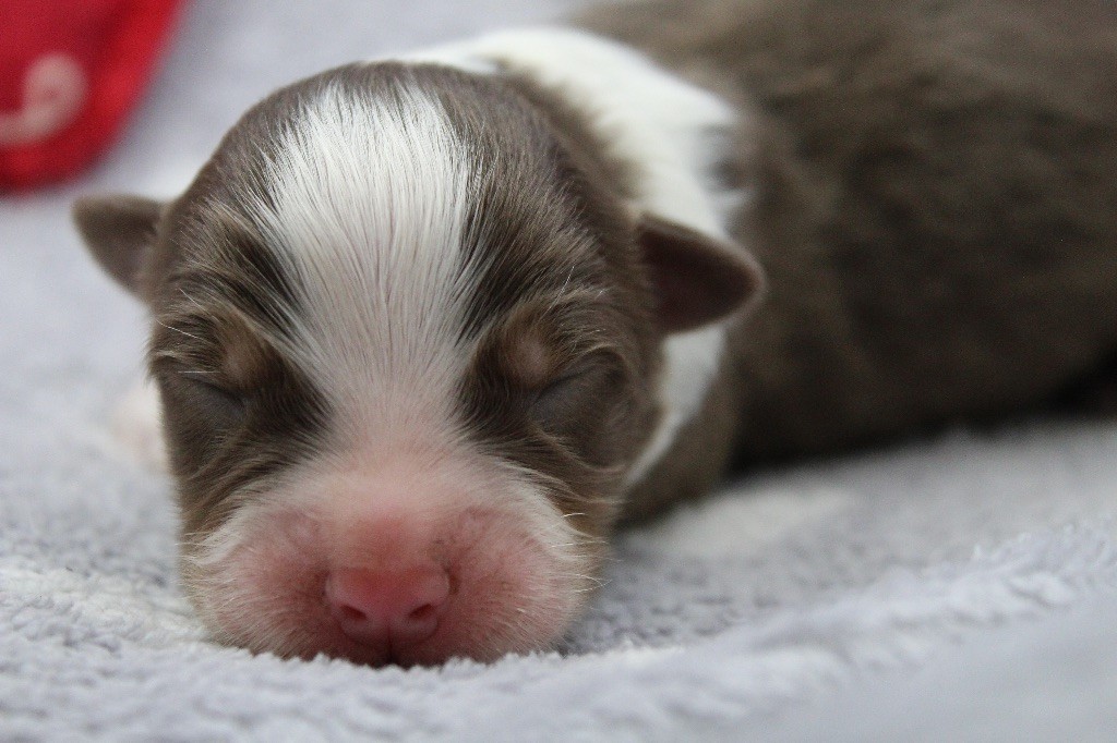 Dream Of Manou And Dounette - Chiots disponibles - Berger Australien